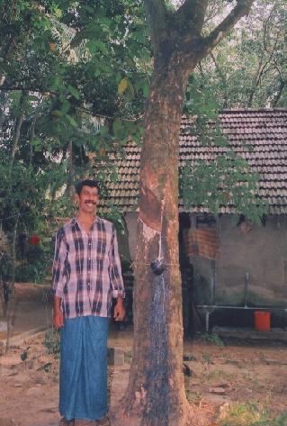 Nandakumar with the brown bast treated rubber tree